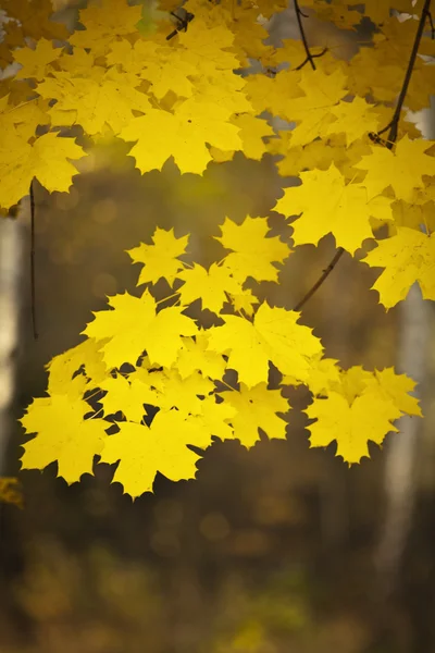 金の葉 — ストック写真