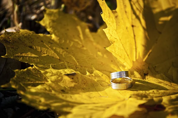Wedding rings on gold leaves — Stock Photo, Image