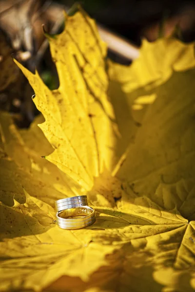Wedding rings on gold leaves — Stock Photo, Image