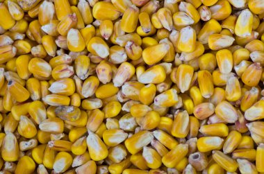 Yellow corn or maize kernels clipart