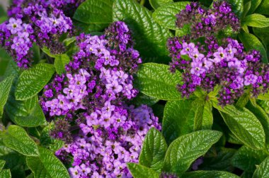 Heliotrope flowers in bloom clipart