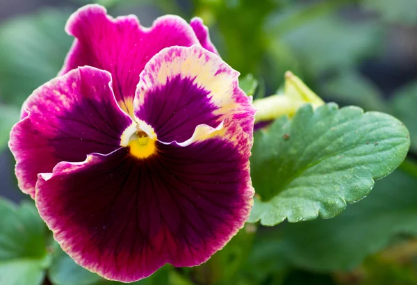 Single pansy flower with leaves — Stock Photo, Image