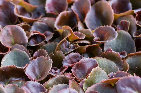 Young bronze begonia leaves — Stock Photo, Image