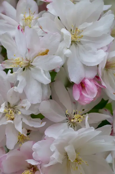 Flores de maçã em plena floração — Fotografia de Stock