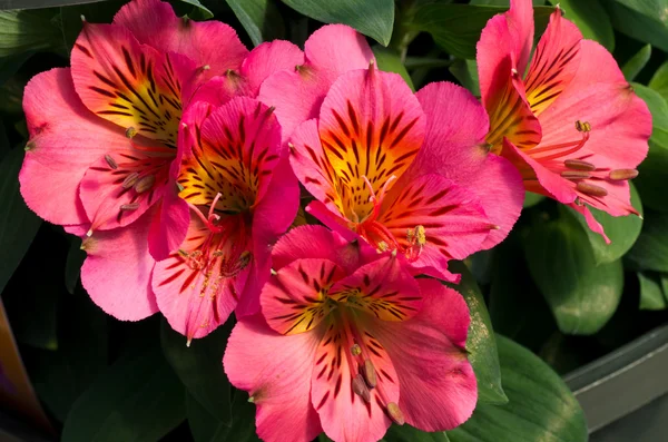 Buquê de flores de lírio rosa — Fotografia de Stock