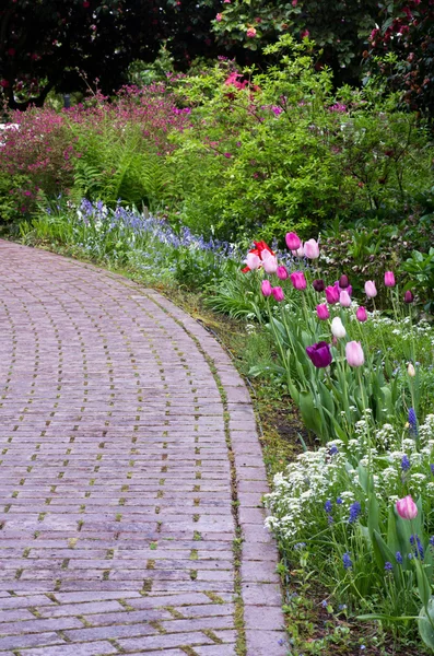 Caminho do jardim com tulipas florescendo — Fotografia de Stock