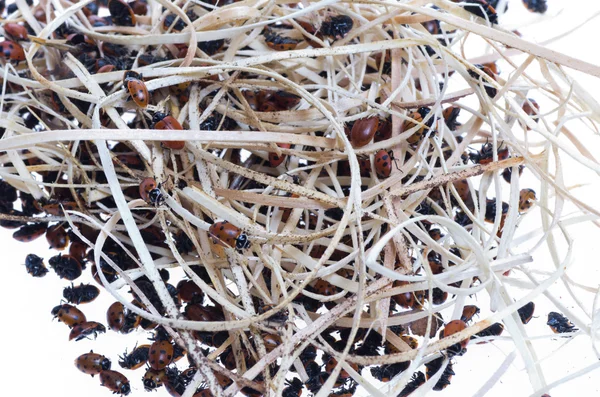 Katicabogár vagy a Katica bogarak — Stock Fotó