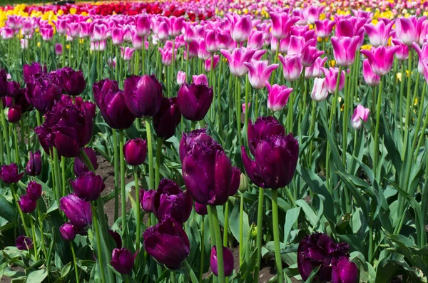 Purple tulips with pink tulips in backgrond — Stock Photo, Image