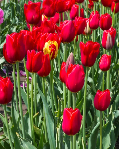 Egységes sárga piros tulipán csoport — Stock Fotó