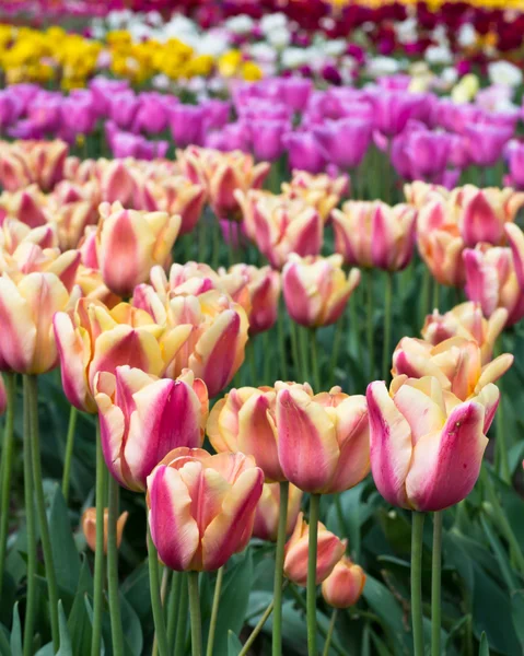 A virágzó tulipán csoport — Stock Fotó