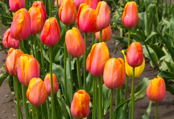 Színes narancssárga tulipán csoport — Stock Fotó