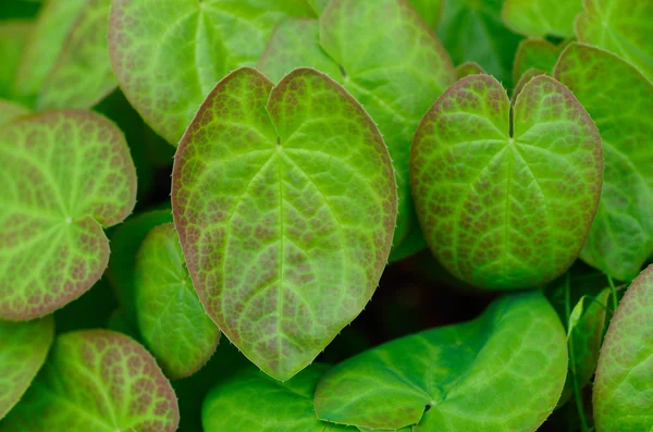 Epimedium leaves — Stock Photo, Image
