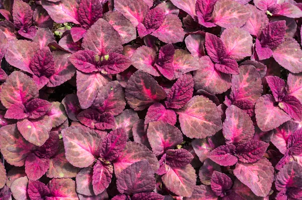 stock image Red leaves of coleus plant