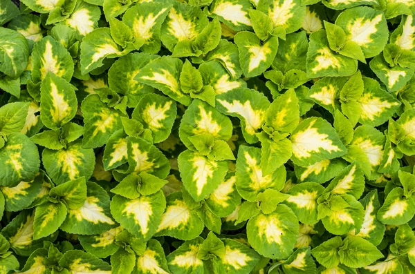Visning av coleus växter med gröna och vita blad — Stockfoto