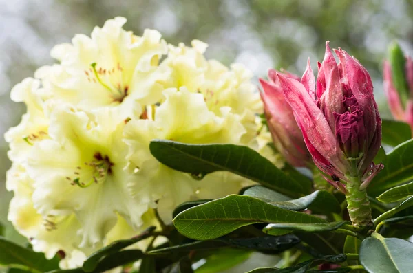 Брунька квітки відкриття Rhododenron — стокове фото