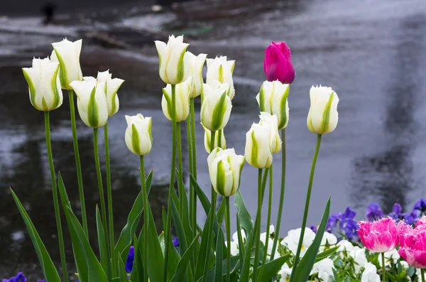 Tulpaner som blommar i regnet — Stockfoto