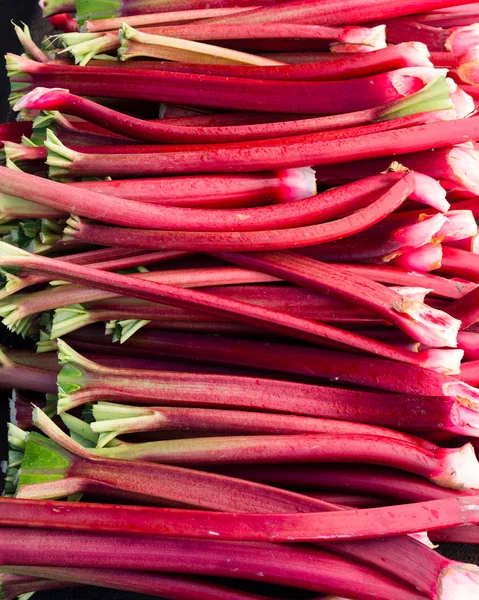 Tiges de rhubarbe récoltées prêtes à manger — Photo