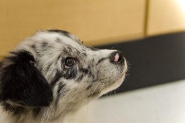 sevimli köpek bir tedavi için yalvarıyor