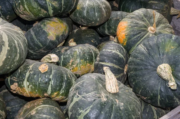 Inverno o autunno zucca in mostra — Foto Stock