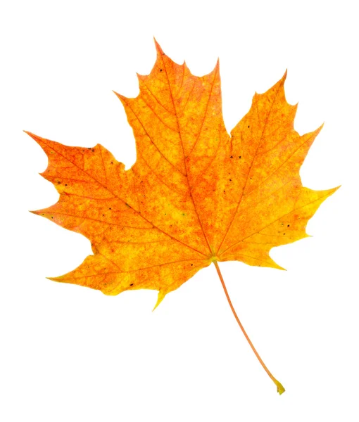 Оранжевый кленовый лист осенью — стоковое фото