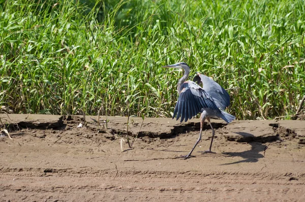 Great blue heron landing in swamp — Stock Photo, Image