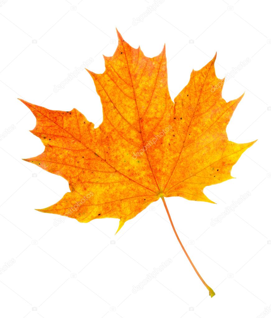 Orange maple leaf fall colors