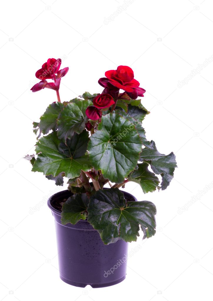 Begonia lant in pot isolated on white