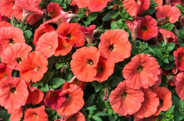 Salmon petunias blooming clipart