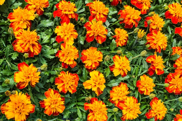 Turuncu çiçek açan marigolds — Stok fotoğraf
