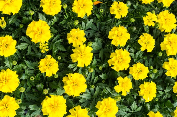Sarı çiçek açan marigolds — Stok fotoğraf