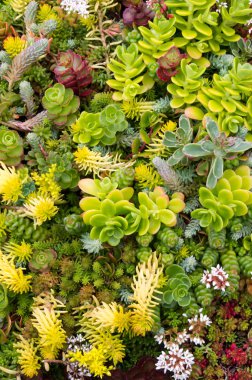 Sedum plants clipart