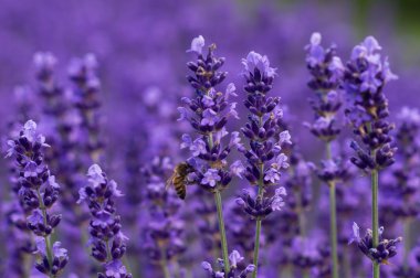Honey bee on lavender clipart