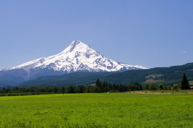 Pasture view of Mt. Hood clipart