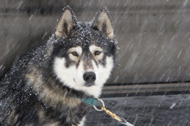 onun öğesinde bir kızak köpek