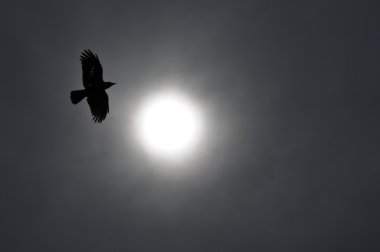 Raven circling the sun clipart