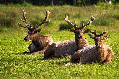 Elk in pasture clipart