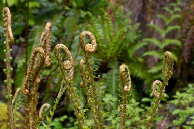 Fern fronds unfolding clipart