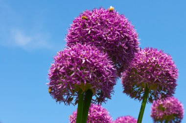 Allium flowers against blue sky clipart