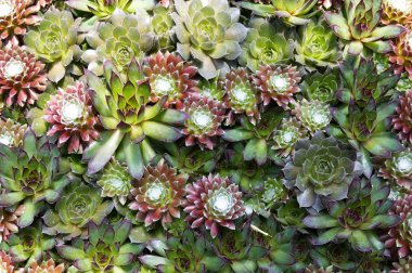 Sedum arrangement clipart