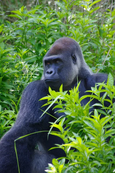 stock image Gorilla staring into jungle