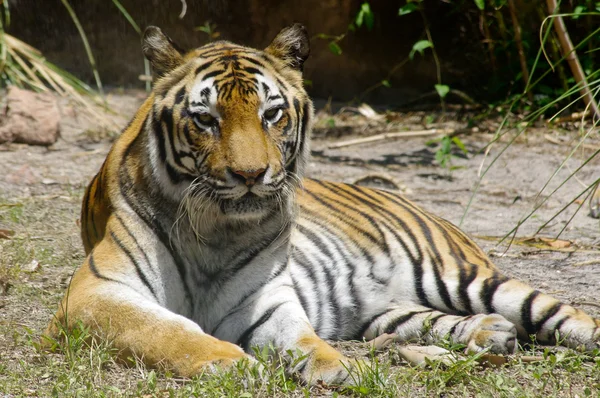 stock image Tiger relaxing