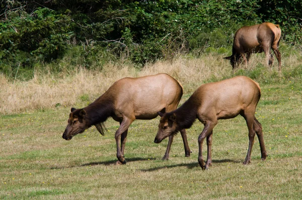 Elk grazing — Stock Photo, Image