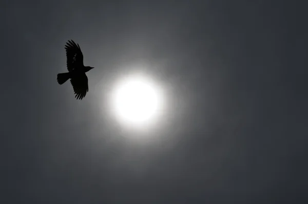 Raven circling the sun — Stock Photo, Image