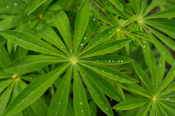 stock image Lupine with water drops