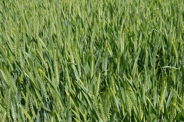 밀 수확에 대 한 거의 준비 — 스톡 사진