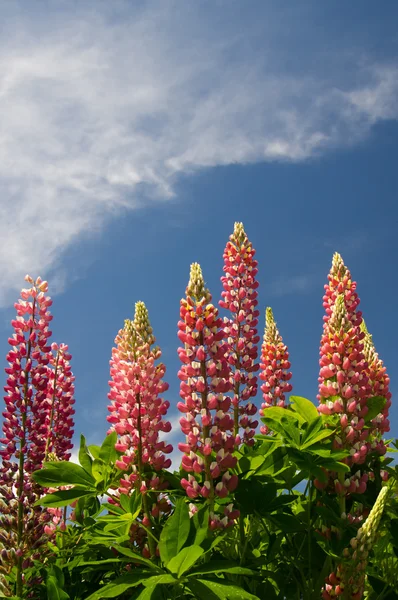 Vlčí květy s krásná obloha — Stock fotografie