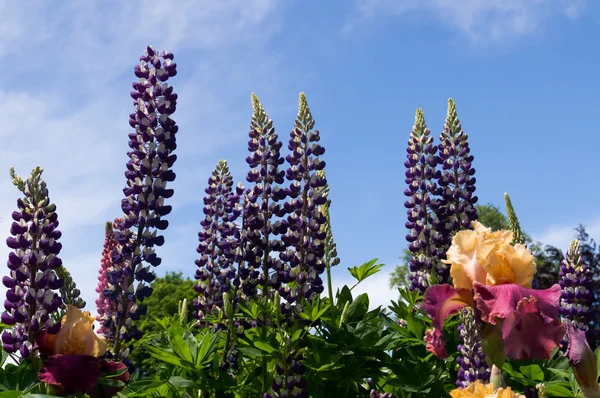 Lupins et iris en fleurs — Photo