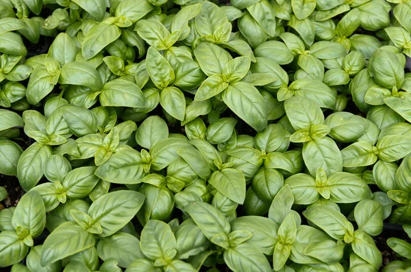 Basil plants — Stock Photo, Image