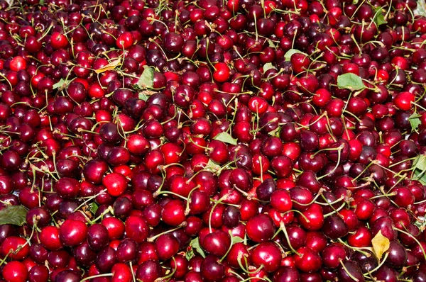 Fresh red cherries on display — Stock Photo, Image