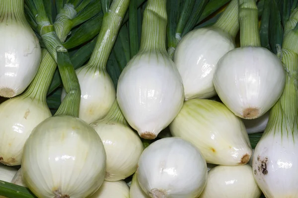 White onions on display — Stock Photo, Image
